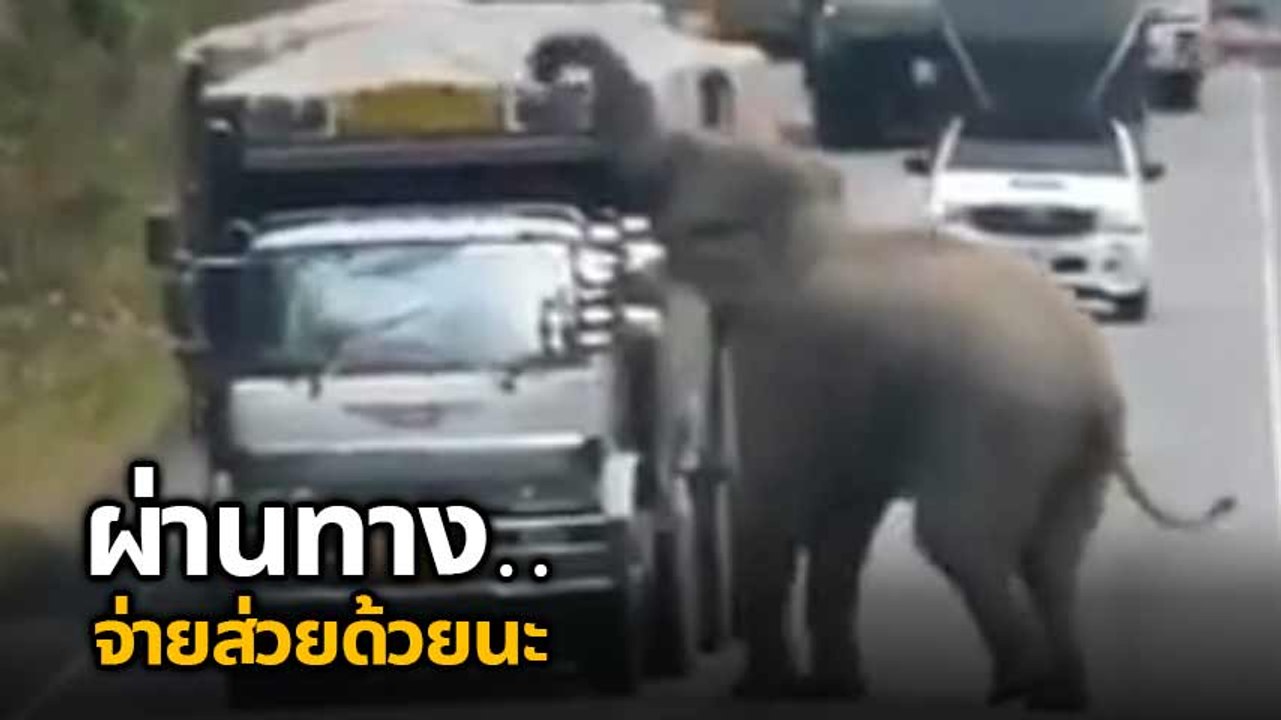 ทำตัวเหมือนคนในเครื่องแบบเลย เปิดนาที ช้างเก็บส่วย จะผ่านทางนี้ผ่านผมก่อนนะครับ