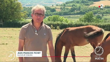 Chevaux mutilés : les éleveurs s’organisent