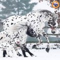 Insolite : Un dalmatien s’est lié avec  un cheval et un poney qui  lui ressemblent