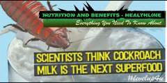 Lucky Bug Cockroach Have Milk Big Think|What's Cockroach Milk|Nutritional Importance Of Milk|Why Cockroach Milk Is The New Health Obsession