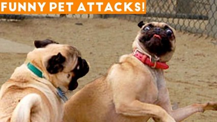 Funniest Animal Attacks Compilation March 2018_ Funny Pet Videos