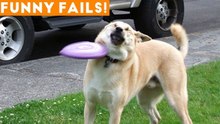 TRY NOT TO LAUGH at FUNNY PET FAILS 2018 _ Funny Pet Videos