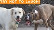 Try Not To Laugh At This Ultimate Funny Dog Video Compilation _ Funny Pet Videos