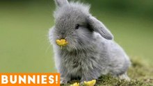 Funniest Rabbit Videos Weekly Compilation 2018 _ Funny Pet Videos