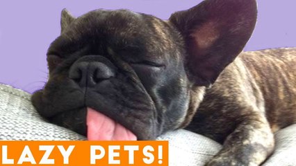 Laziest Pets _ Cute Sleepy Animals Compilation of 2018 _ Funny Pet Videos