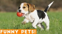 Funniest Dogs of the Week Compilation March 2018 _ Funny Pet Videos