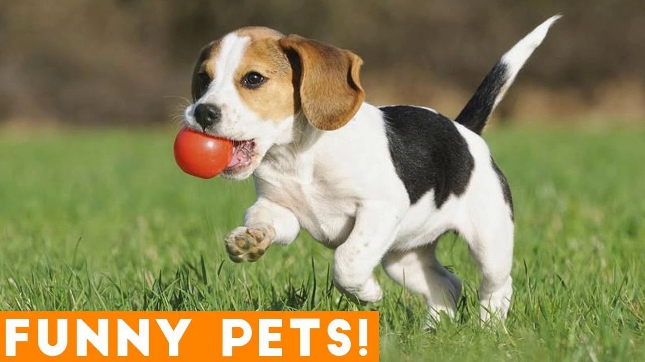 Funniest Dogs of the Week Compilation March 2018 _ Funny Pet Videos
