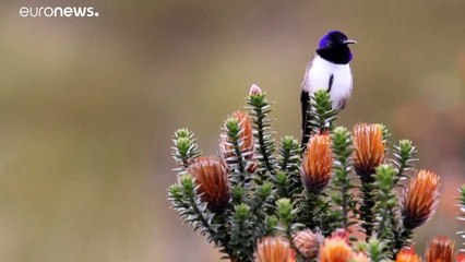 Un colibrí ecuatoriano entona las notas más agudas del mundo