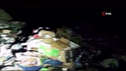 Aç kalan ayı ve yaban domuzları aynı çöplükte böyle görüntülendi