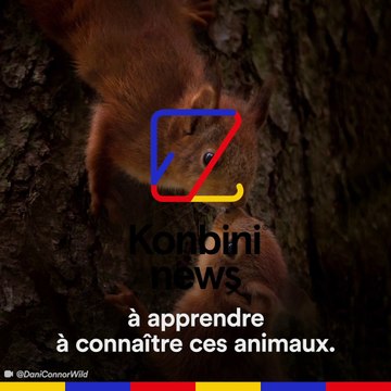 Comment j'ai remplacé la maman de 4 bébés écureuils