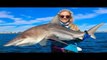 Girl Catching Blacktip SHARKS Florida Inshore Fishing Video!