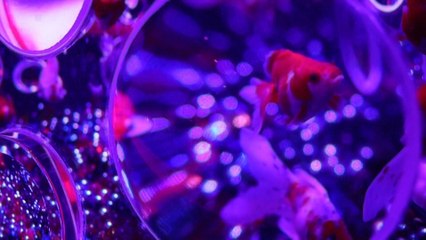 30,000 goldfish on display in Japan as part of popular art exhibition’s latest show