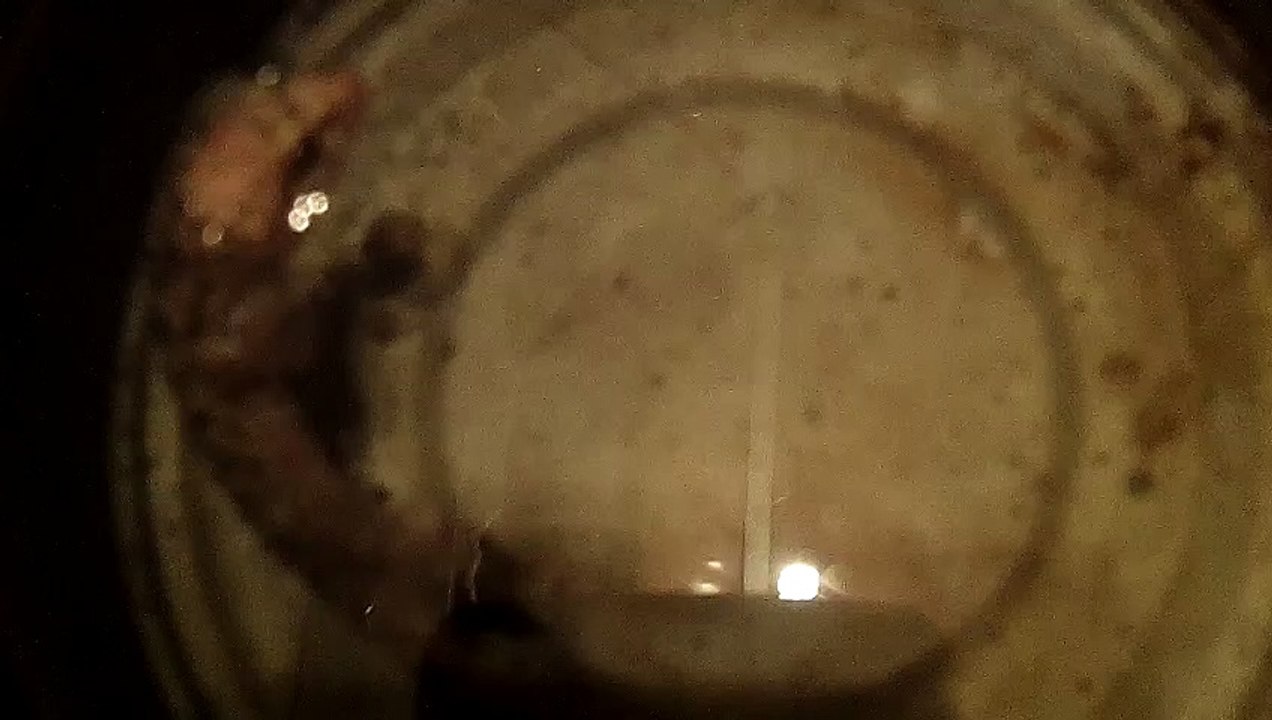 HOUSE GECKO 101_8578