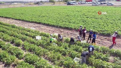 Ankara Büyükşehir Belediye Başkanı Yavaş sulu tarım projesi için çiftçilerle buluştu