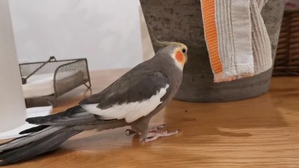 Cockatiel Parrot Whistles Tune of Animated Movie's Theme Song
