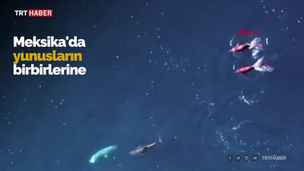 Meksika’da yunusların nadir anları dronla görüntülendi