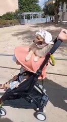 Dog Wearing Hat Rides on Top of Baby Stroller