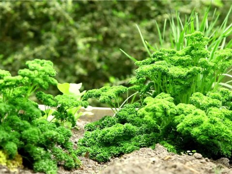 Eigenes Kräuterbeet: So gedeihen die Pflanzen besonders gut