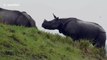 Rhino herd take to high ground after flooding hits national park in eastern India