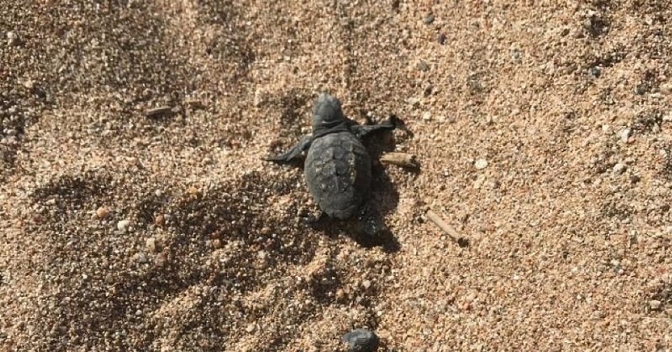 Une vingtaine de bébés tortues sont nées sur la plage de Fréjus