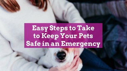 3 Easy Steps to Take to Keep Your Pets Safe in an Emergency