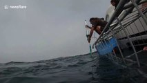 Great white shark comes face to face with cameraman's GoPro