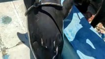 Más de 40 delfines mueren intoxicados en las costas de Isla Mauricio