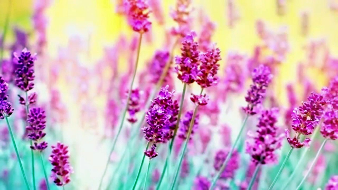 Relaxing Piano Music for Beautiful Relaxing Music, Sleep Music,Stress Relief,Peaceful Mind