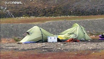Norvège : un ours polaire attaque un camping et tue un homme