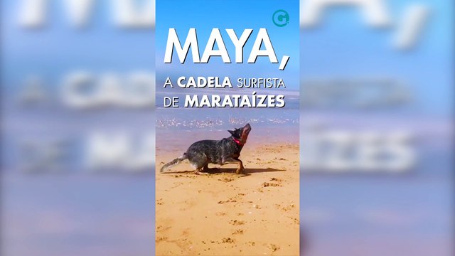 Maya, a cadela surfista de Marataízes