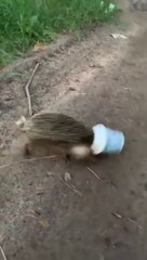 Ce pauvre petit hérisson avait bien besoin d'aide