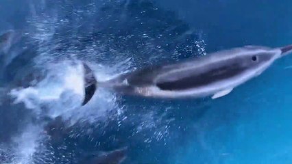 Des dauphins font la course avec un bateau... magnifique