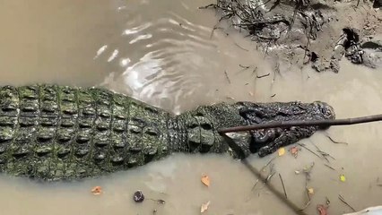Crocodile Enjoys a Good Back Scratch