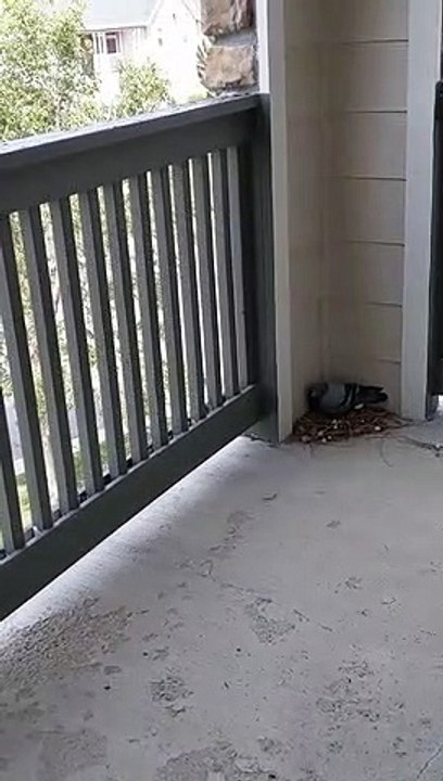 Baby Pigeons Exist