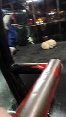 Kind Stranger Gives a Cold Dog His Wool Vest