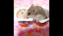 Cute baby animals Videos Compilation Cute moment of the animals - Cutest Animals On Earth #7