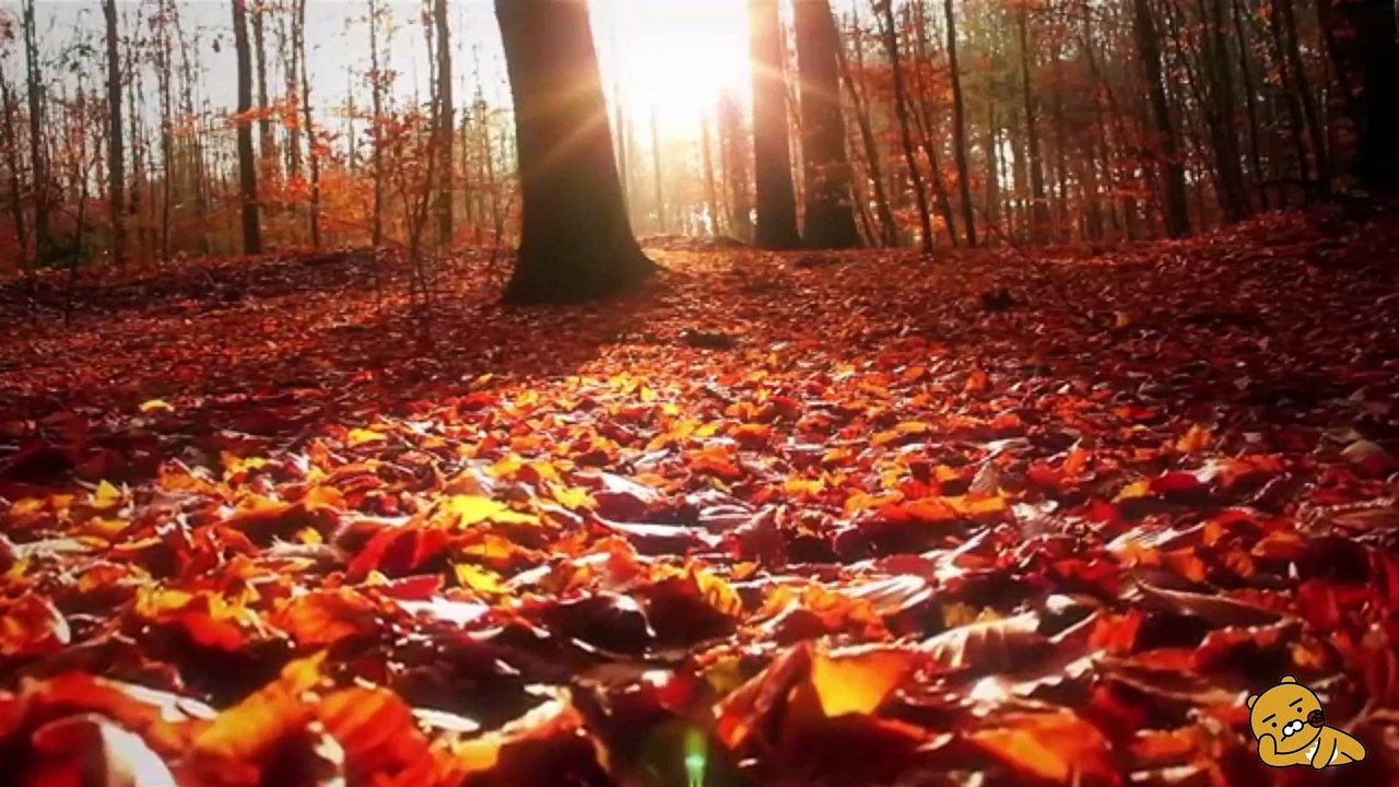 yoga music meditation music & relax - chinese relaxing music - relaxing music with nature sounds Calm Music, Sleep Therapy, Study, Relax, Sleeping ★1