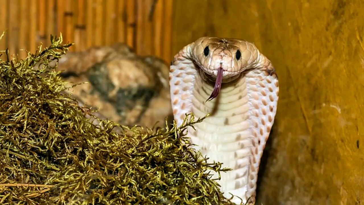 Will Snake Eat Chicken?