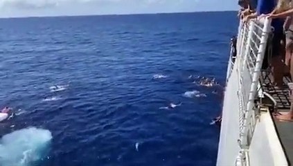 Next time you go for a relaxing swim, look out below!