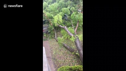 Fallen trees and damage from Hurricane Laura in Louisiana