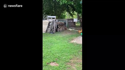 Duke the rooster hilariously chases after Leia the Aussie in Michigan