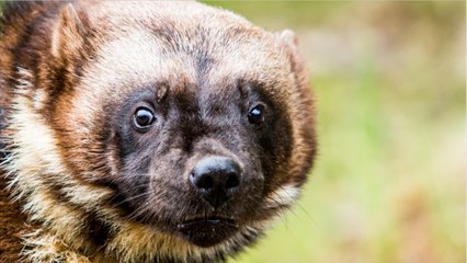 Wolverines Spotted In Mount Rainier After 100-Year Absence