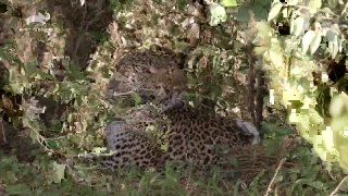 Big Cat Tales S01E05 Survivors of the Savanna #DocuEngsubChannel