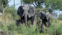 Warsaw Zoo Studying Whether CBD Oil Can Reduce Stress In Elephants