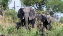 Warsaw Zoo Studying Whether CBD Oil Can Reduce Stress In Elephants