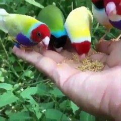 Cute baby animals Videos Compilation Cute moment of the animals - Cutest Animals On Earth #1