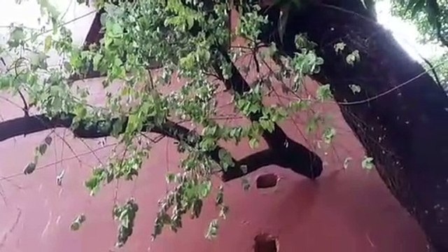 इंदौर: विश्व विद्यालय परिसर से चोरी हुए चंदन के पेड़, चोरों की तलाश जारी