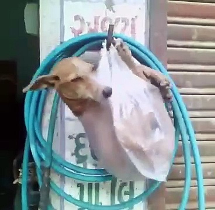 New Funny Video 2020