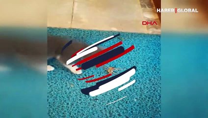 Kedi ile örümceğin belgesel tadında kavgası kamerada