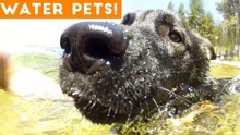 The Best Pet & Animal WATER FAILS & BLOOPERS of 2018 Weekly Compilation _ Funny Pet Videos